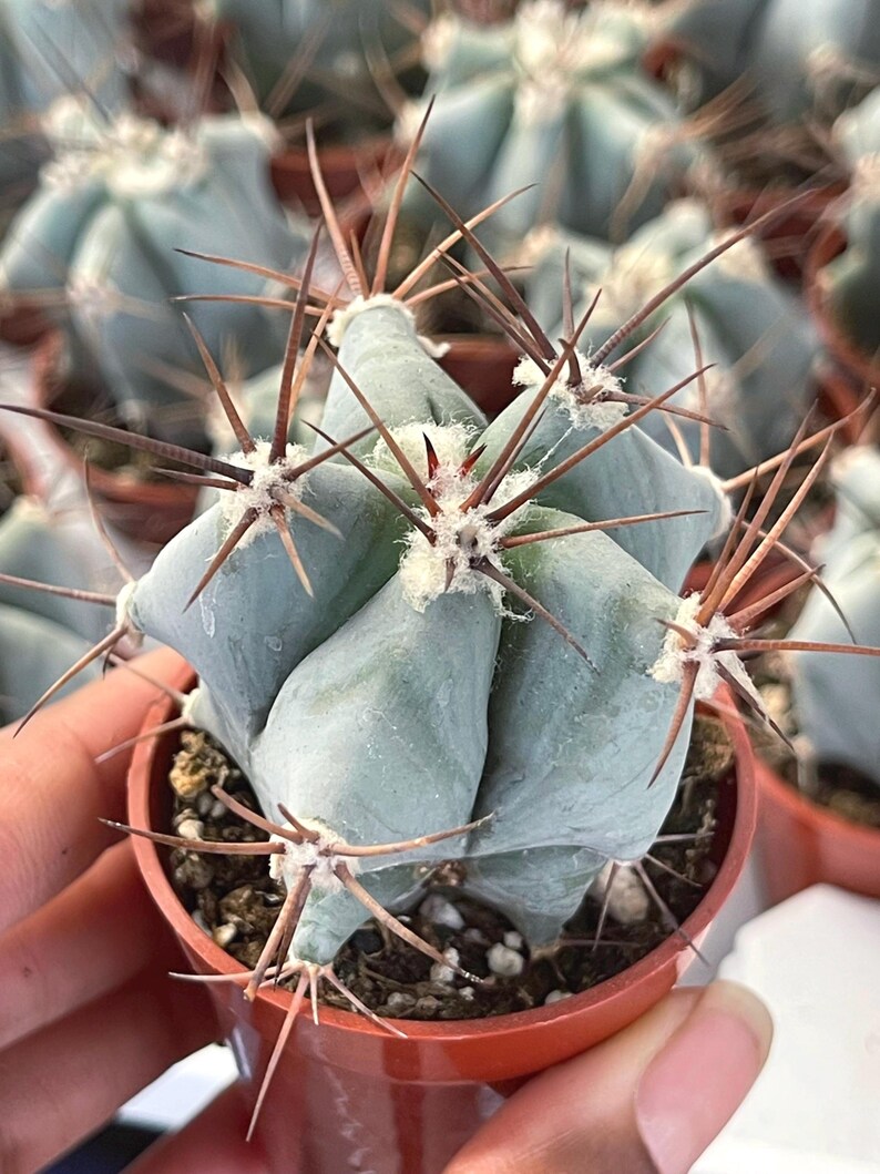 Echinocactus Ingens Live Plant