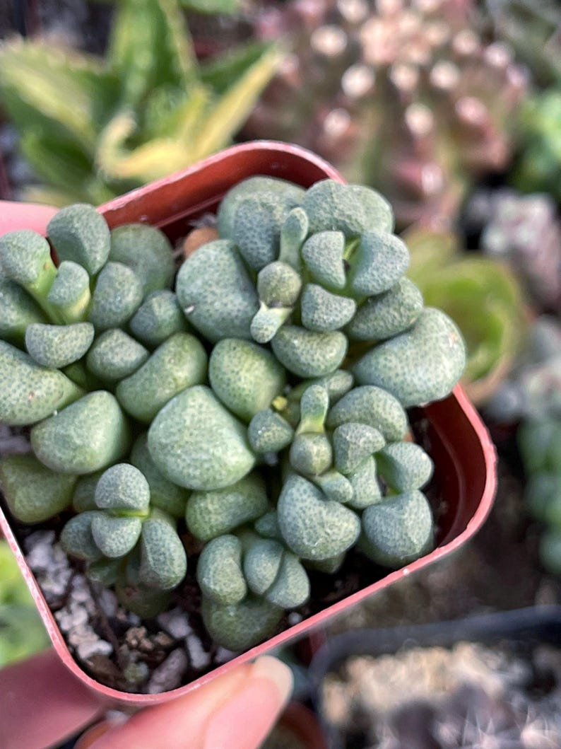 MeDeeCo Aloinopsis Schooneesii Succulent