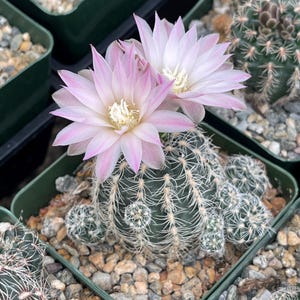 Gymnocalycium Bruchii | Live Cactus | Live Plant, Cactus Cluster, Easy Care Cactus, Flower Plant, Cactus Collection, Unique Plant