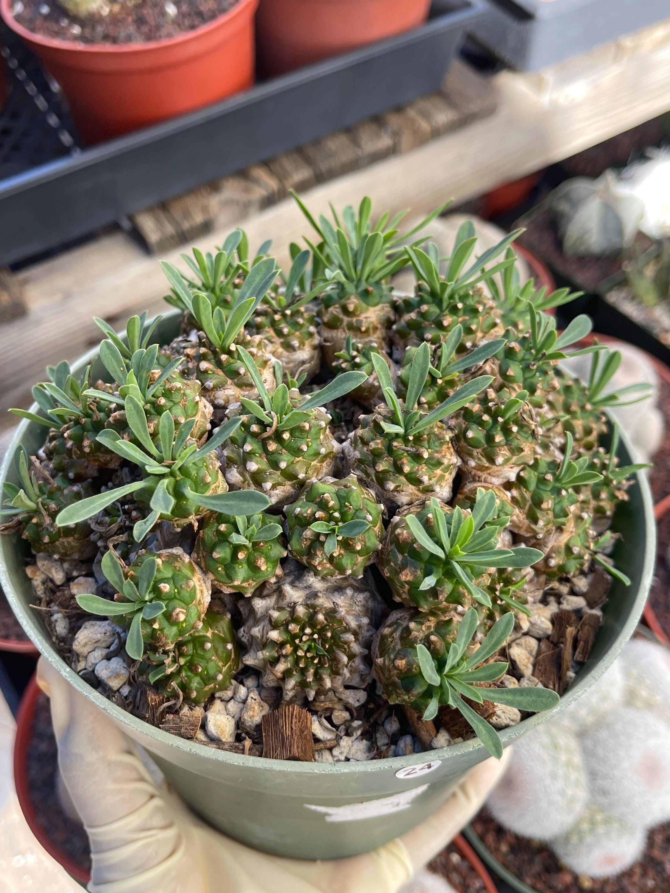6” Euphorbia Japonica Cluster | Live Plant Unique Succulent Easy Care
