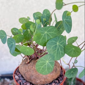 Stephania Erecta | Live Plant Rare Plant Exotic Cactus for Desert Garden Plant for Home Decor