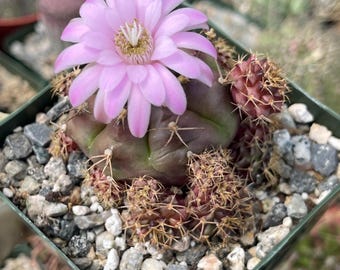 Gymnocalycium Tucavocense | Live Cactus Colorful Cactus Rare Cactus Live  Plant for Home Decor Succulent Garden Landscaping Plant - Etsy