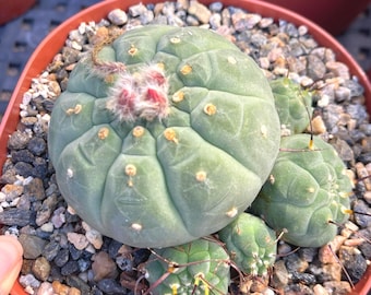 Matucana Madisonforume | Live Succulent | Live Cactus