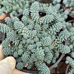 Sedum Dasyphyllum Major | Orpin corse | Sedum des larmes bleues