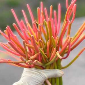 Fire Stick Cutting | Live Succulent | Pencil cactus Live Succulent, Colorful plant for Outdoor Collection