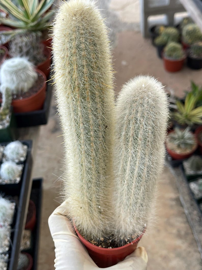 MeDeeCo Torch Cactus