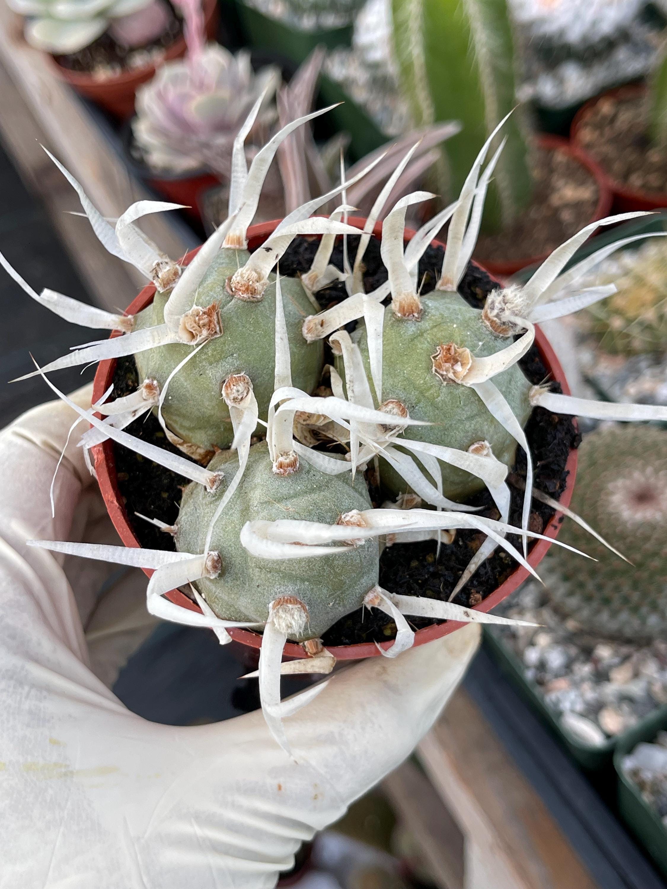 Paper Spine Cactus | Tephrocactus Cactus | Live Cactus | Live