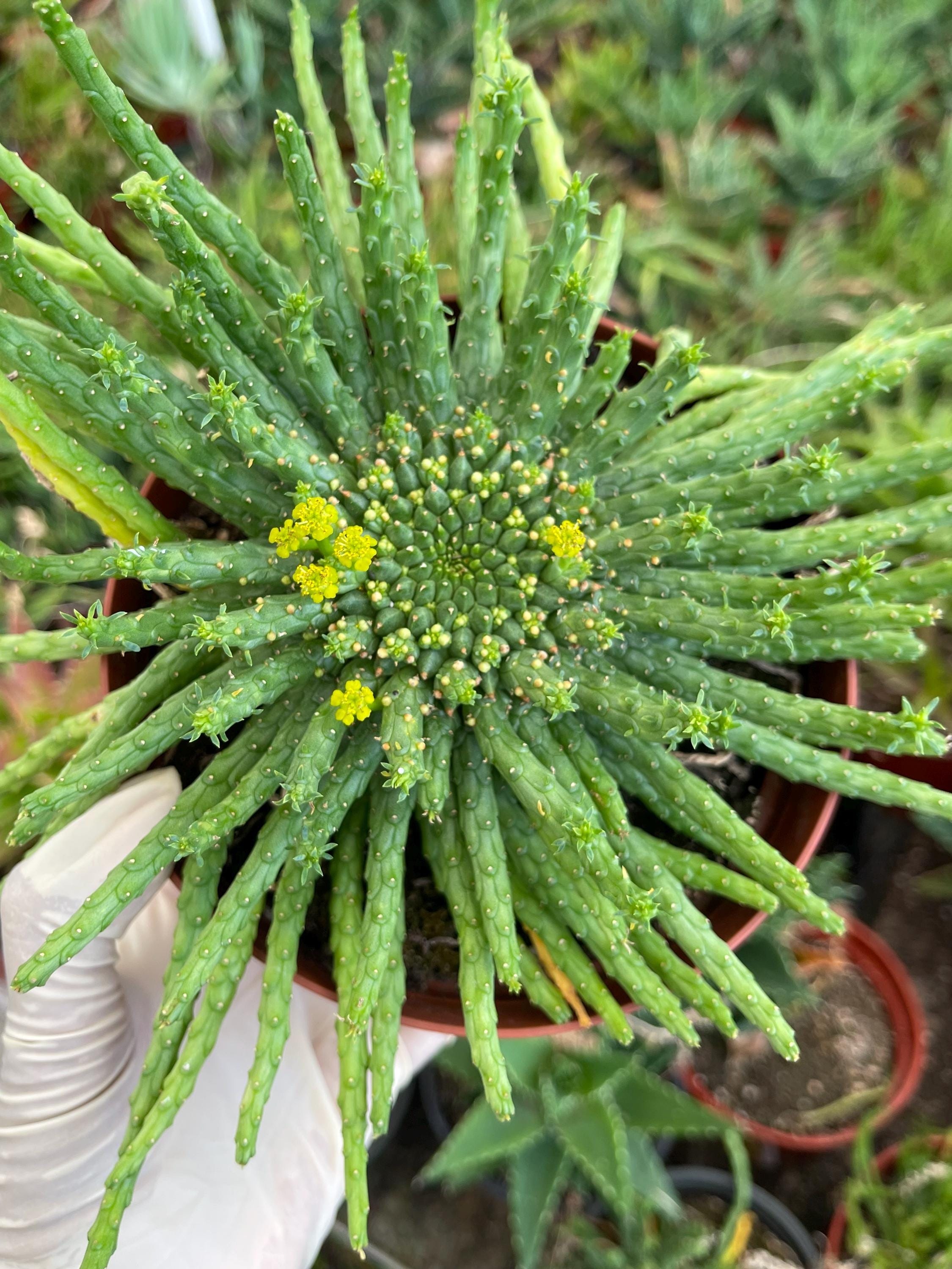Euphorbia Medusa  Live Plant, Unique Succulent, Easy Care Cactus, Live Succulent  Plant, Compact Succulent, Rare Plant, Home Decor Garden - Etsy