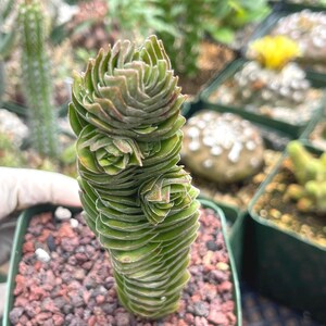 May include: A close-up of a green succulent plant with stacked, layered leaves. The plant is in a small square pot filled with reddish-brown gravel. Other plants are visible in the background, suggesting a nursery or garden setting.