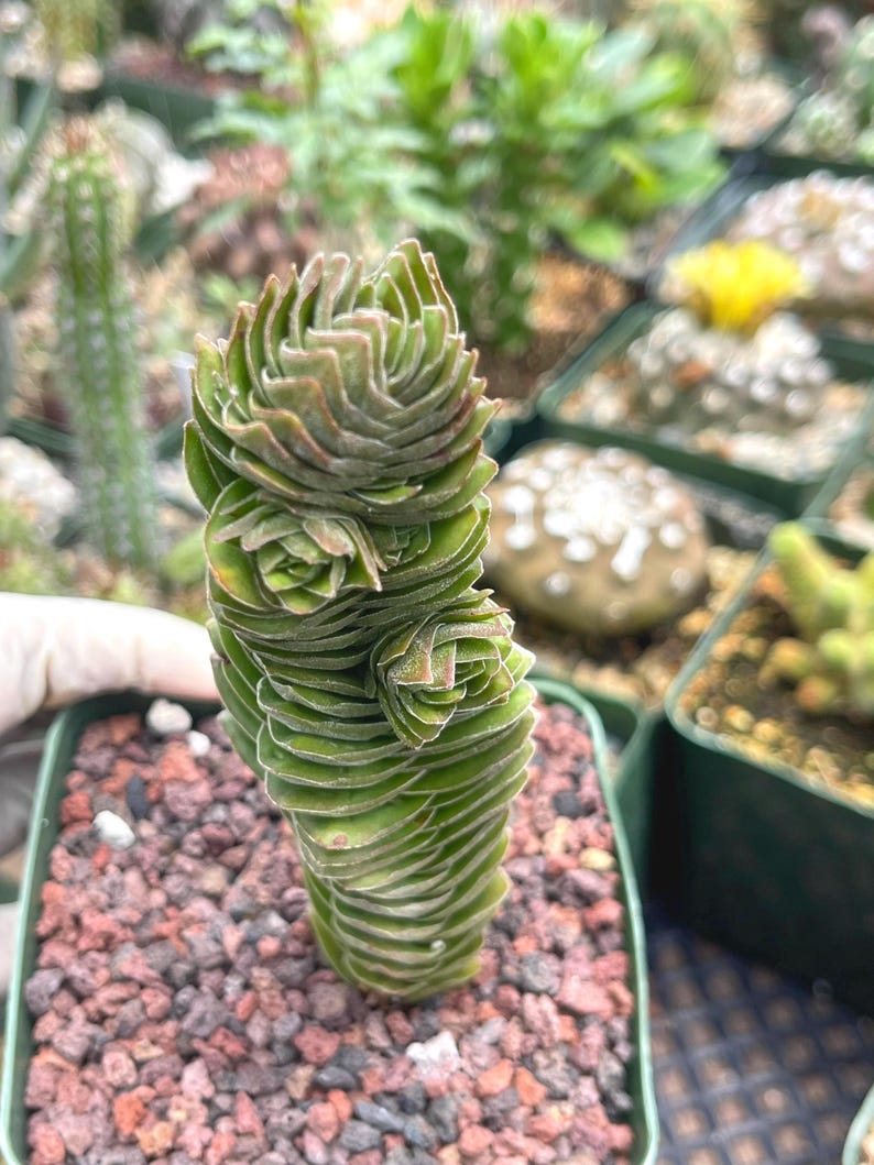 May include: A close-up of a green succulent plant with stacked, layered leaves. The plant is in a small square pot filled with reddish-brown gravel. Other plants are visible in the background, suggesting a nursery or garden setting.