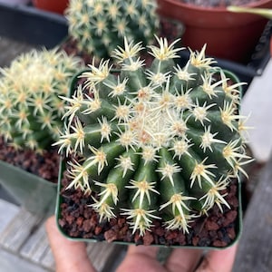 Real Cactus Plant - Etsy