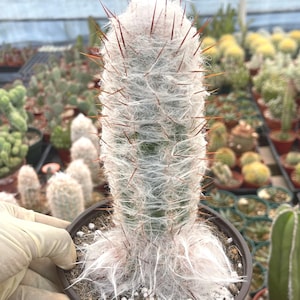 Oreocereus Trollii | Old Man Cactus | Live Cactus Rare Cactus Live Plant Cactus Succulent Cactus Plant Cactus Gift Hairy Cactus
