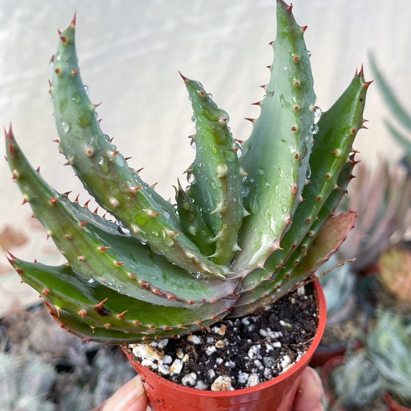 2.5” Aloe Marlothii | Live Plant | Live Succulent