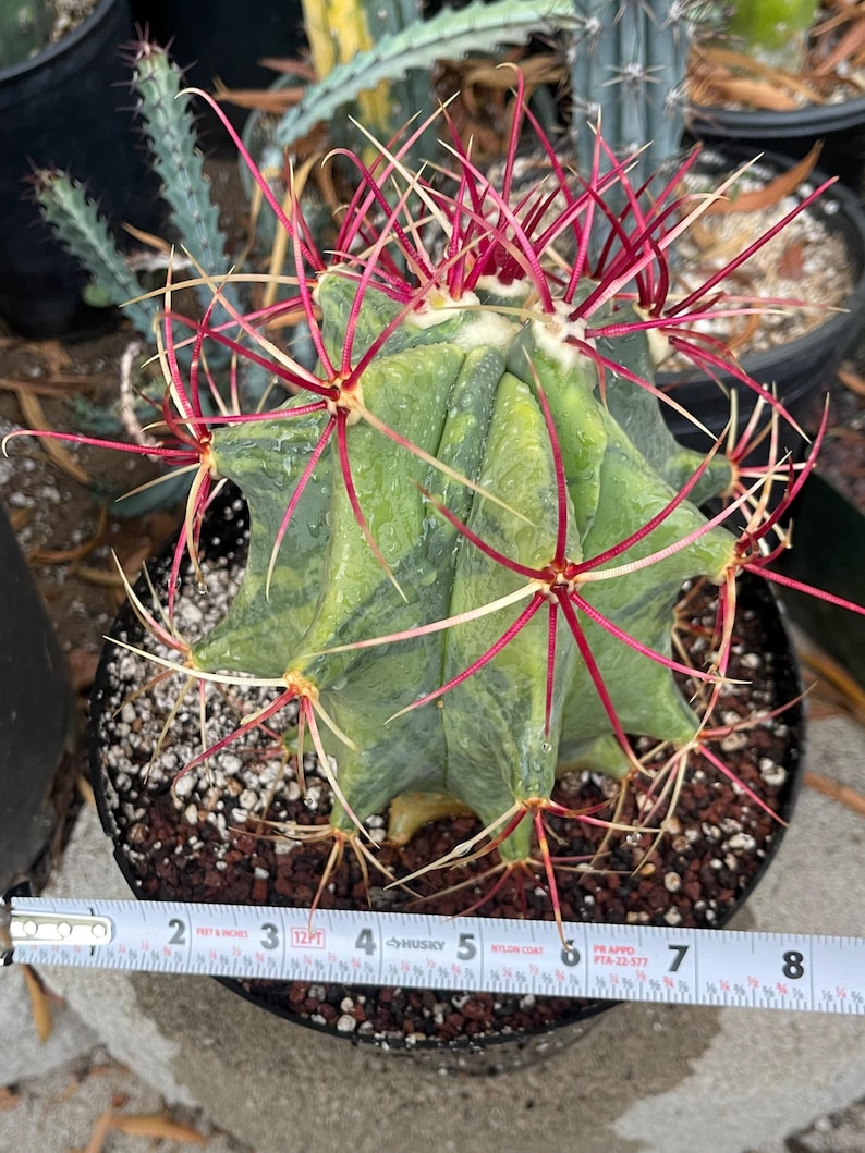 Ferocactus Emoryi Live Red Spines Cactus Plant - Thumbnail 2