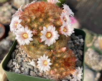 Mammillaria Carmenae | Live Plant | Live Cactus | Rare Cactus | Live Succulent