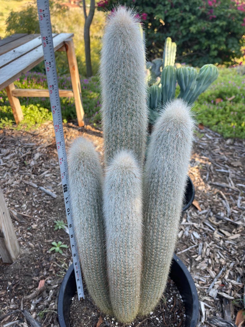 MeDeeCo Torch Cactus - Thumbnail 3
