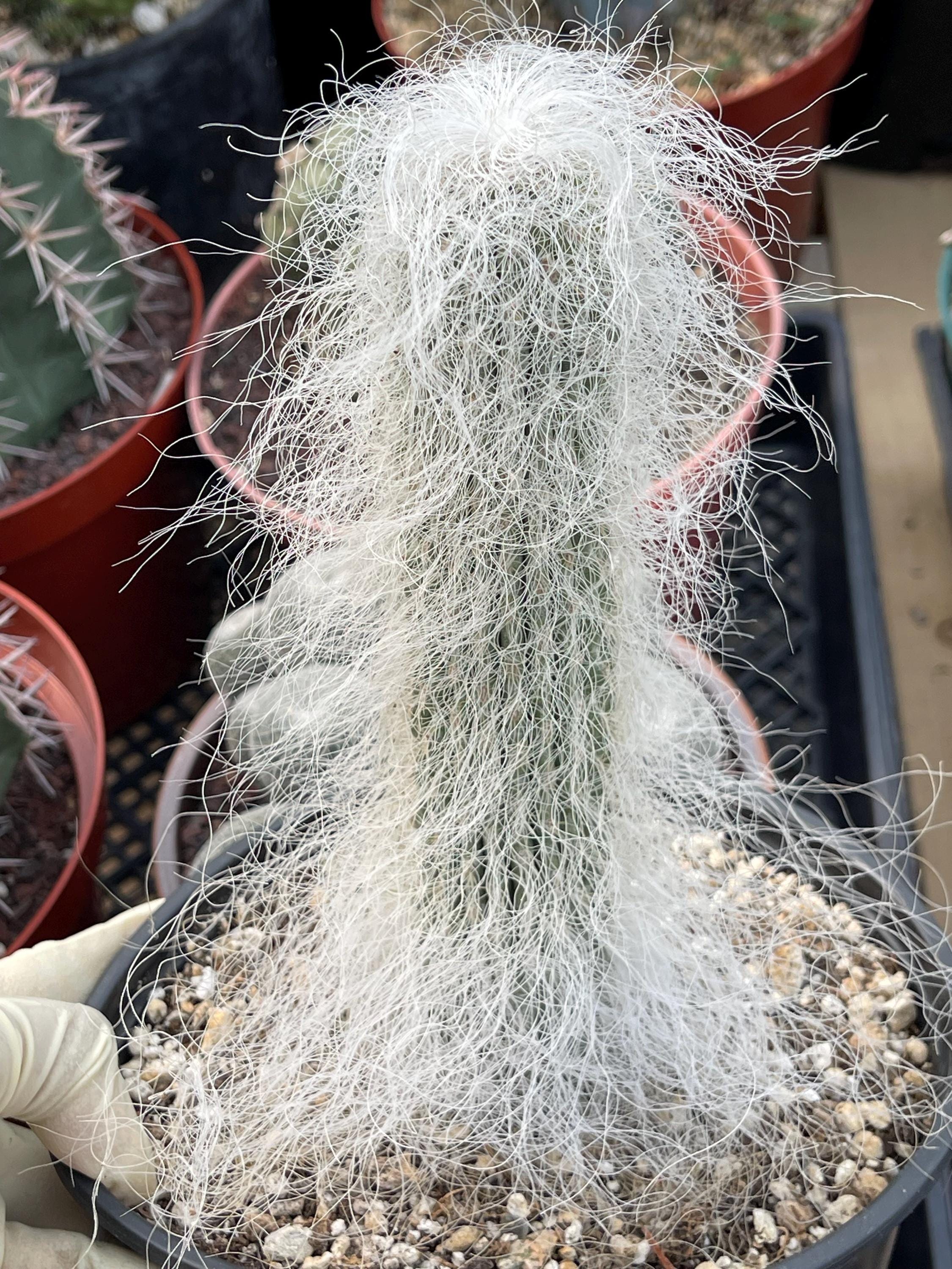 White Fuzzy Hair Cephalocereus Senilis, Old Man Cactus, Rare