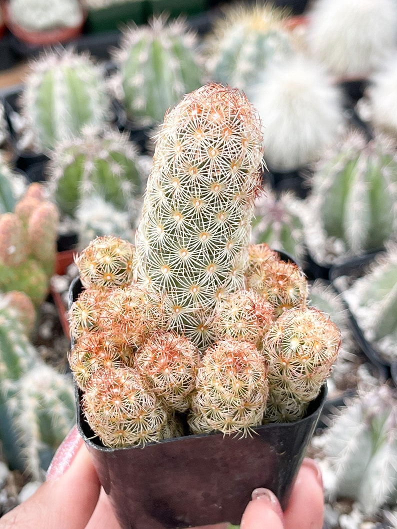 2 Lady Finger Mammillaria Elongata Cactus Clusters Live Cactus Etsy