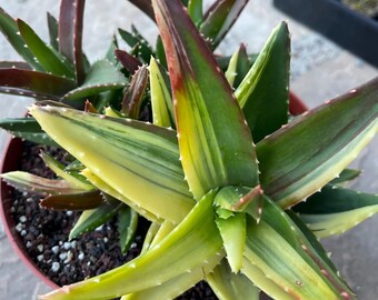 May include: A potted succulent plant with green, yellow, and red-tinged leaves. The leaves are long, pointed, and have small white spines along the edges. The plant is in a brown plastic pot, and the soil is visible.