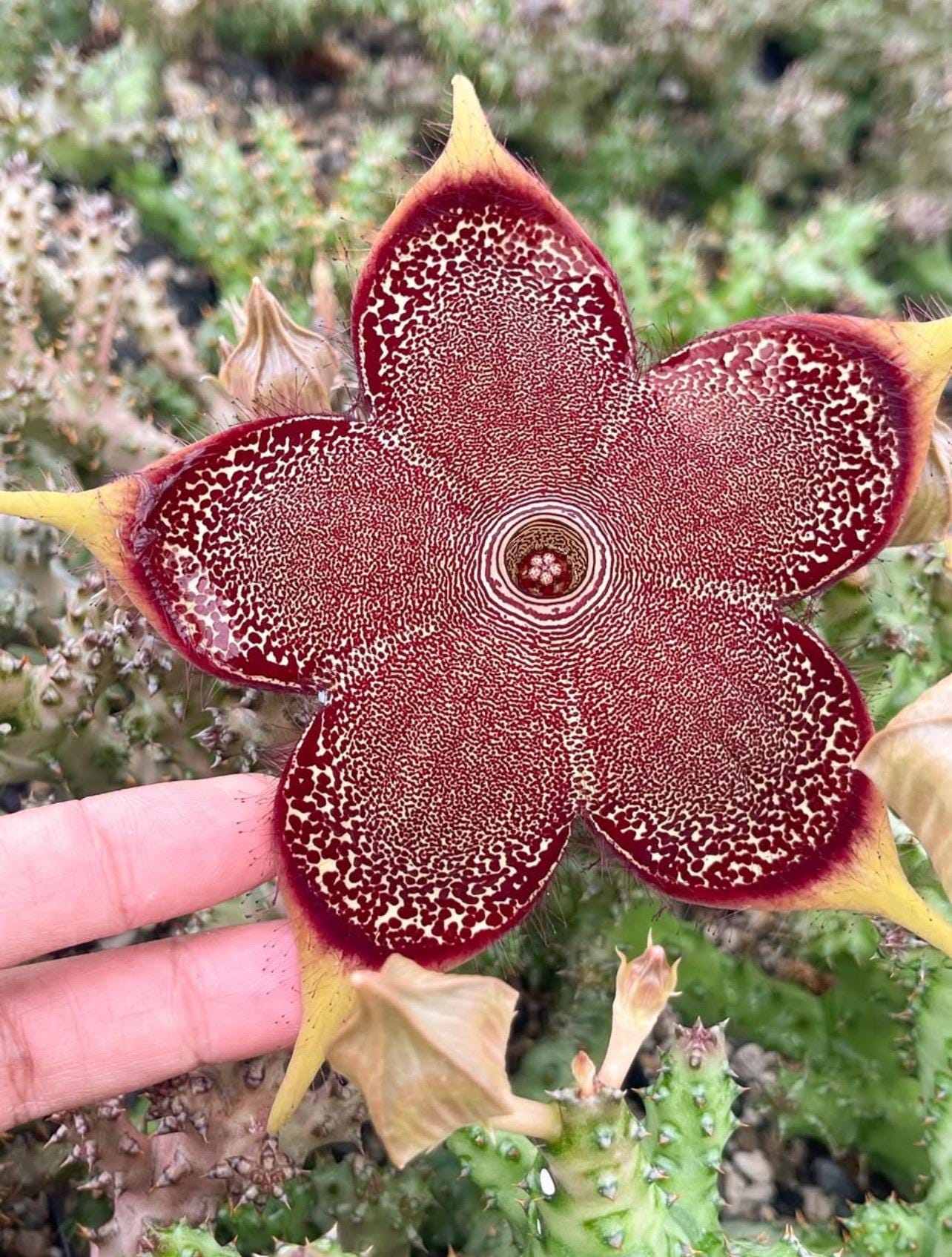 Edithcolea Grandis | Persian Carpet | Starfish Cactus | Life Saver