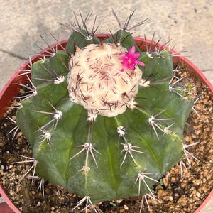 Melocactus Curvispinus | Live Plant Unique Cactus Easy Care Cactus Succulent Plant Desert Cactus Collections