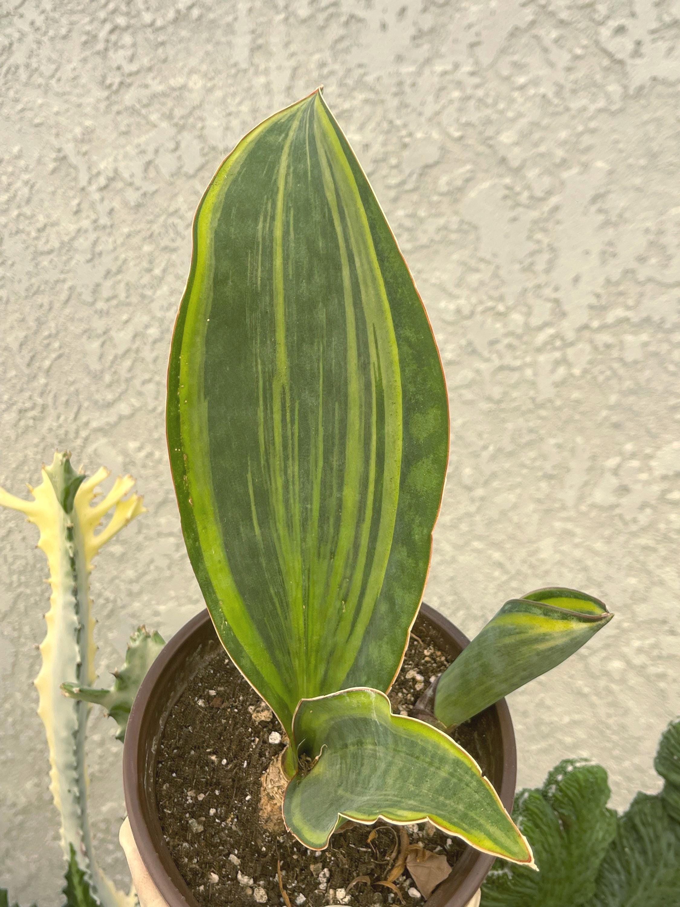 Variegated Sansevieria Whale Fin | Compact Snake Plant Air