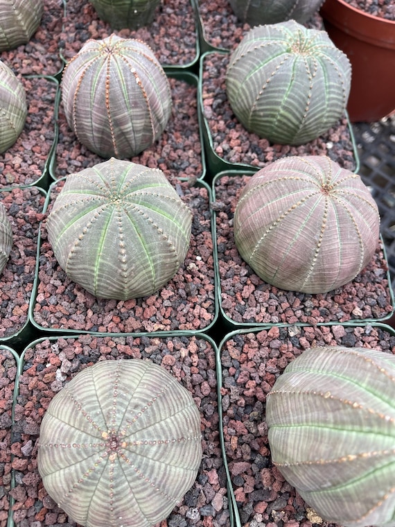 Euphorbia Obesa – Baseball Cactus, Rare Succulent, Live Plant