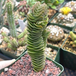 May include: A green succulent plant, Crassula, with stacked, layered leaves, potted in a square green container with red and gray gravel. The plant has a unique, architectural shape. Other potted plants are visible in the background.