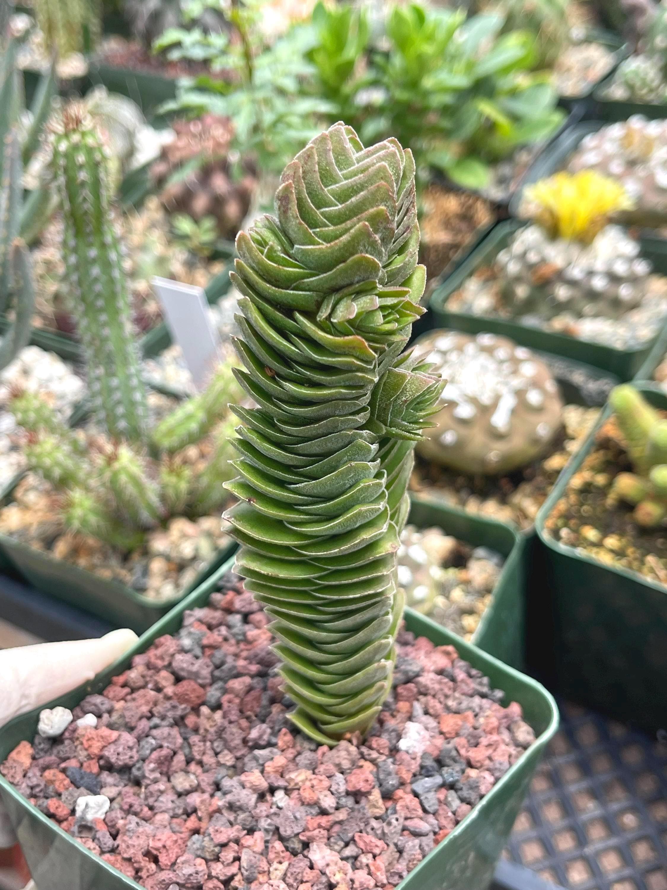 Crassula Buddha Temple, Rare Succulent Unique Succulent Live Plant Exotic  Desert Plant Easy Care Succulent Rare Plant Succulent Gift - Etsy