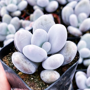 Pachyphytum Oviferum | Moon Stone | Live Succulent | Live Plant