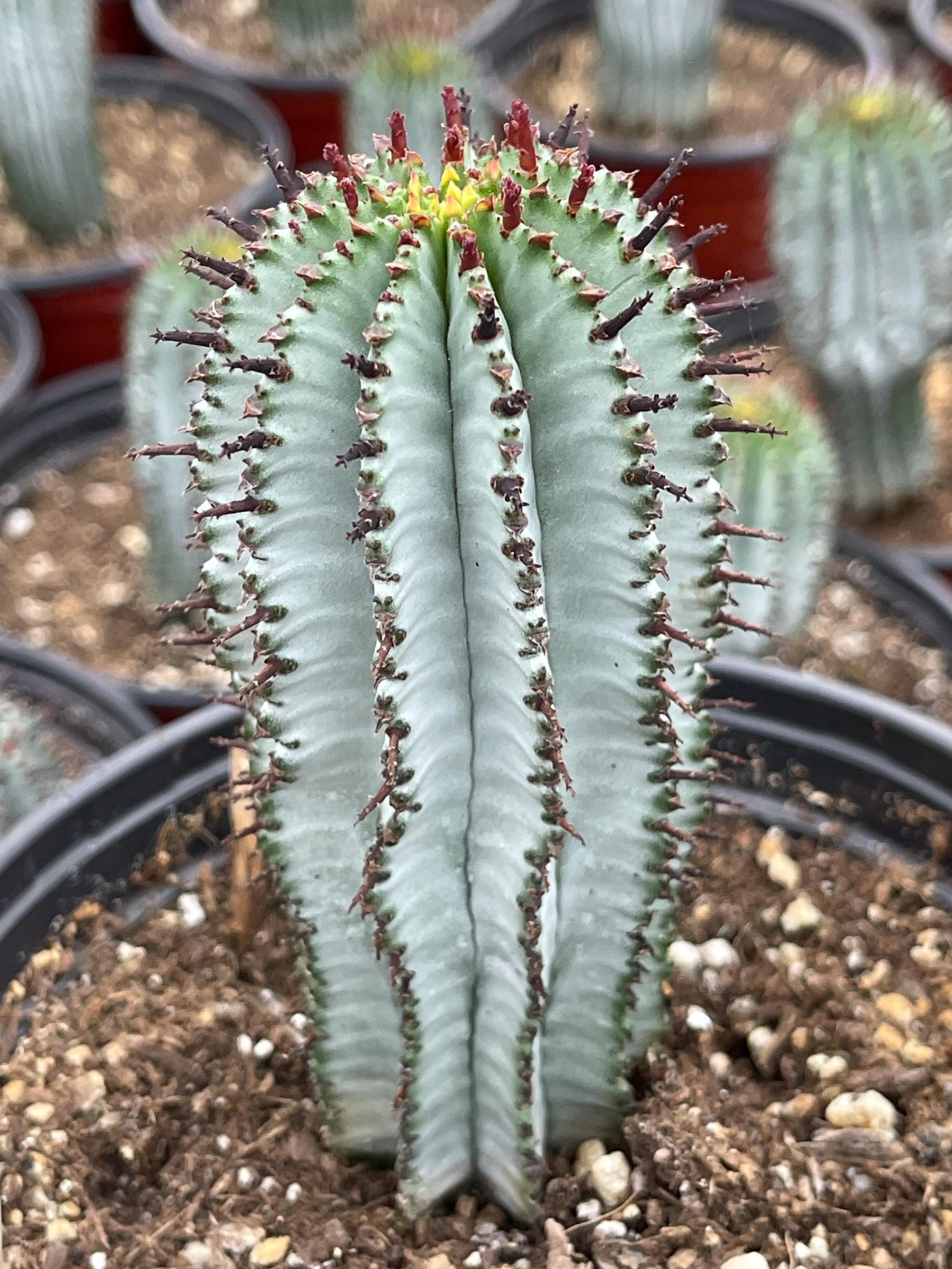 Euphorbia polygona | ホリダ Euphorbiaceae cm. - 0 white Super 