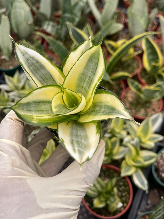 Sansevieria Golden Hahnii Snake Plant Variegated Rare Houseplant for Home  Decor Plant Succulent for Plant Lover - Etsy Israel