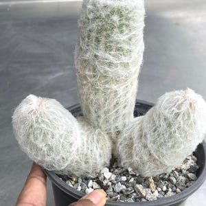 Monkey Tail Cactus Hildewintera Rare Plant Exotic Cactus for