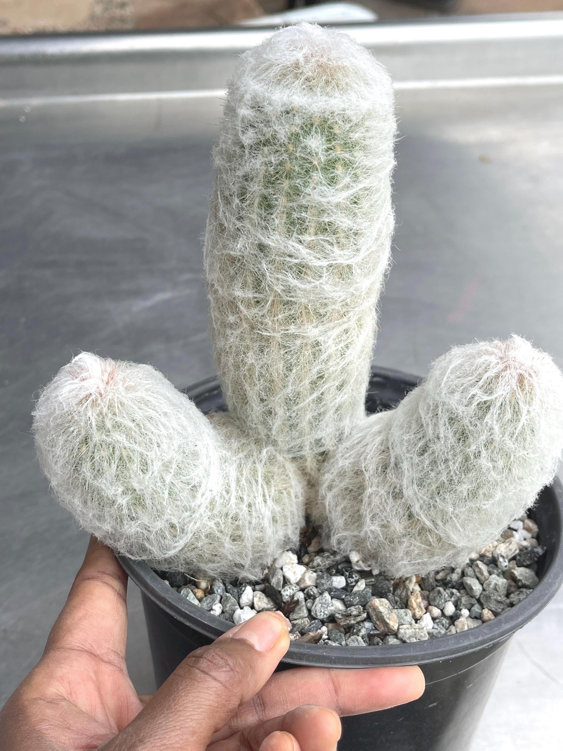 Old Man Cactus | Easy Care Desert Succulent, Rare Plant Gift - Etsy