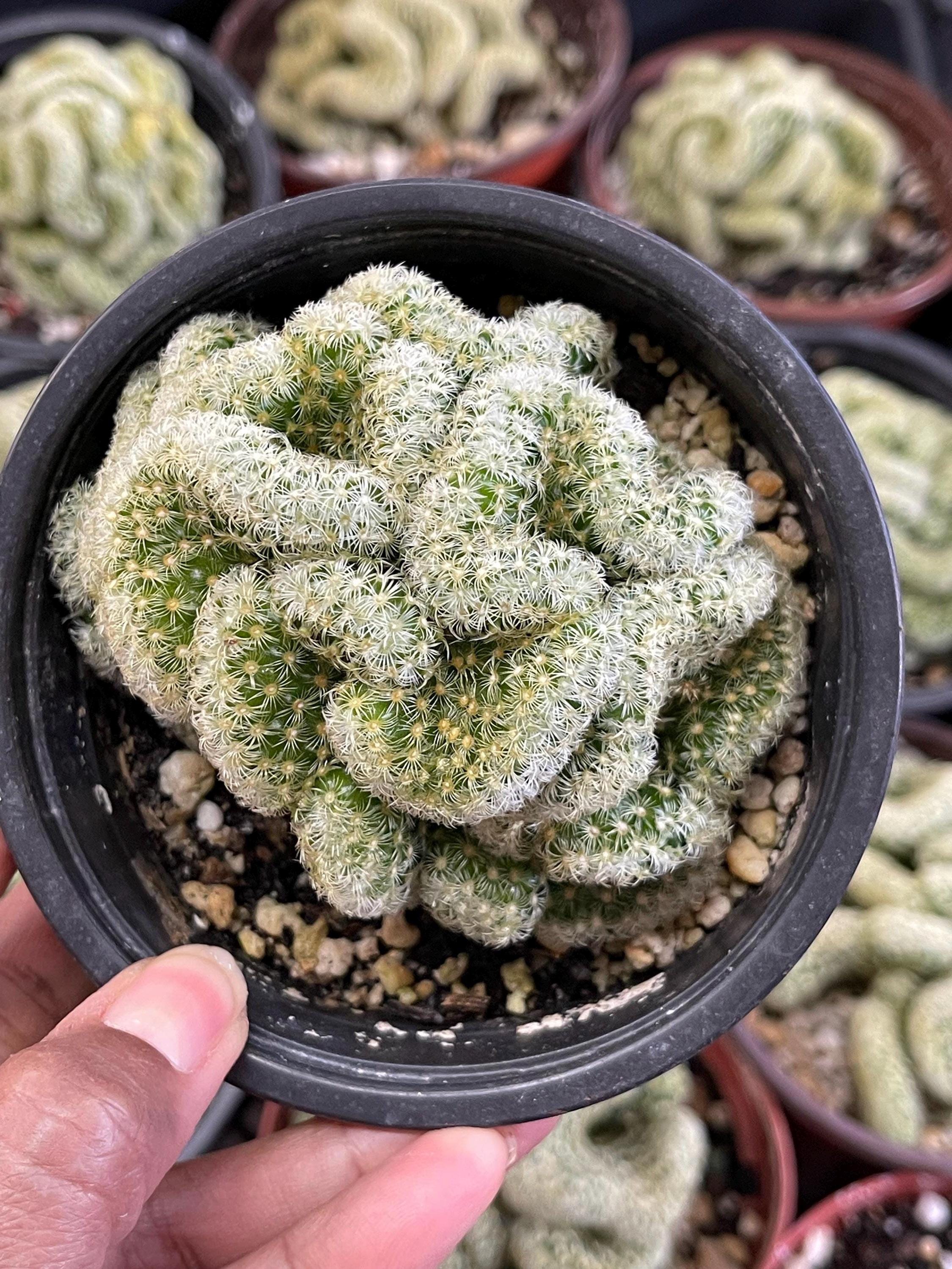 Brain Cactus Crested Mammillaria | Unique Cactus Rare Succulent