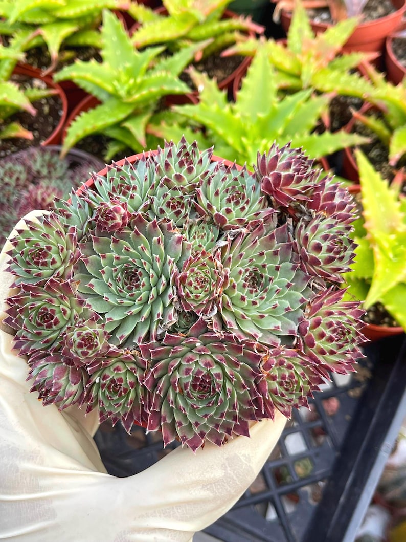 MeDeeCo Hens and Chicks Sempervivum Plant - Thumbnail 2