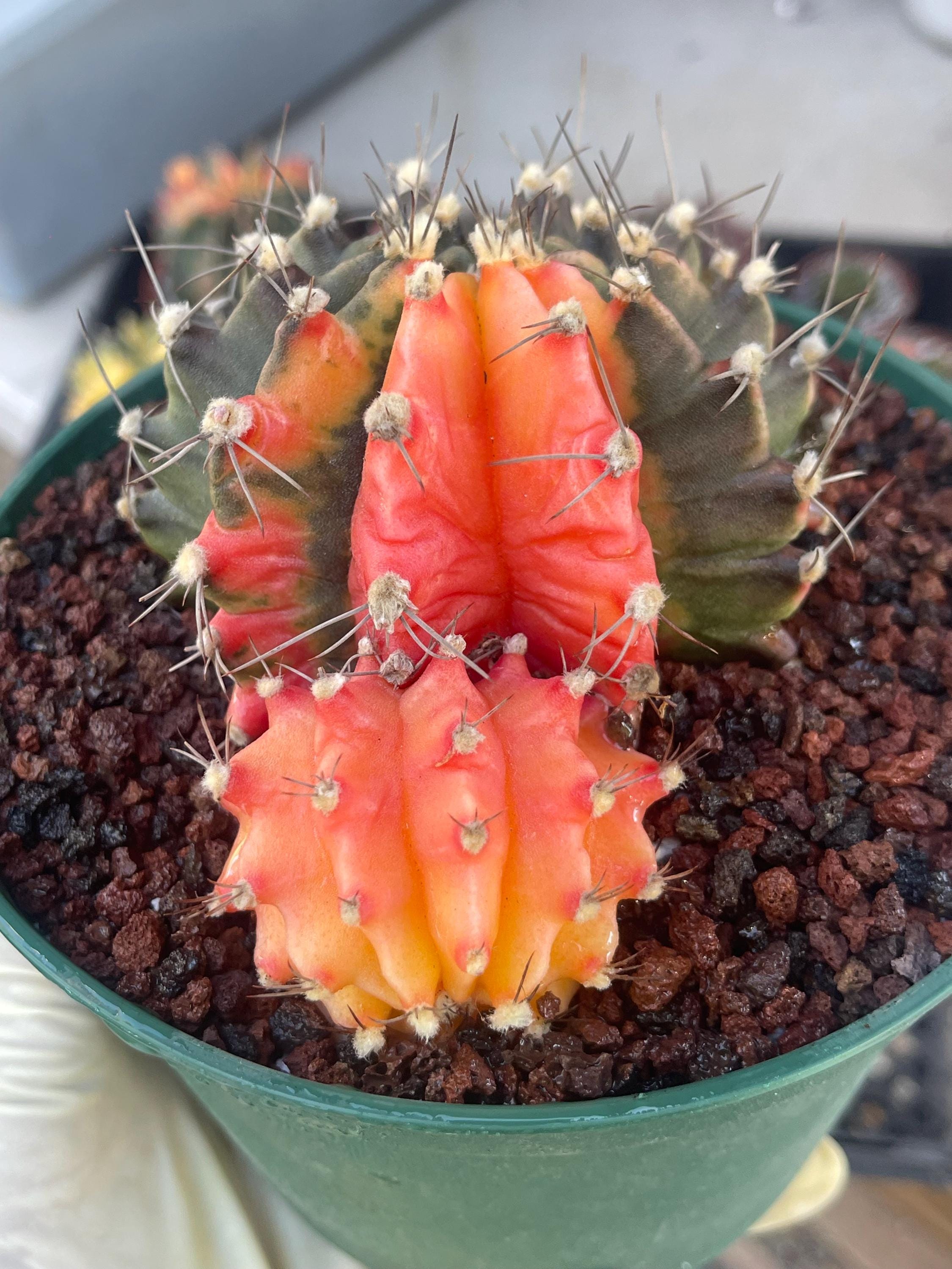 Gymnocalycium Cluster , Rare Succulent, Live Plant, Unique Cactus
