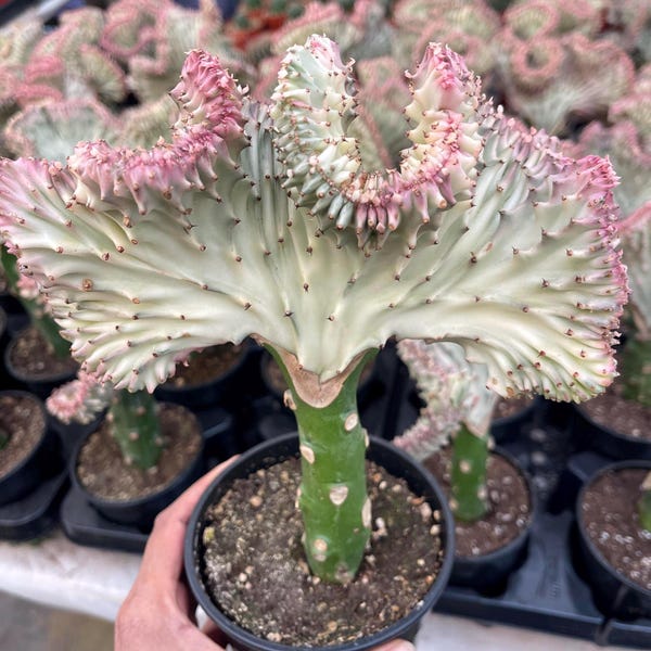 Coral Cactus Crested Euphorbia | Live Plant Unique Succulent Easy Care Cactus Succulent Plant Cactus Collection for Cactus Lover