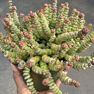 Crassula Baby Necklace | Live Succulent Live Plant Colorful Plant Succulent Gift and Easy Care Mini Succulent for Plant Lover