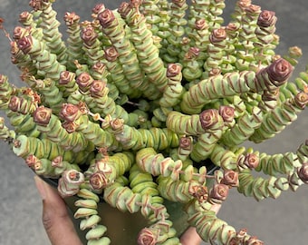 Crassula Baby Necklace | Live Succulent Live Plant Colorful Plant Succulent Gift and Easy Care Mini Succulent for Plant Lover