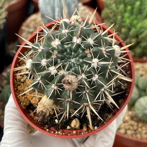 Notocactus submammulosus,  Parodia mammulosa Cactus, Rare Succulent, Rare Cactus, Live Plant, Exotic Cactus,