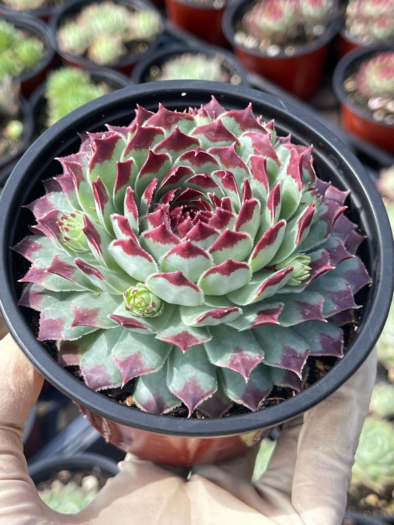 MeDeeCo Hens and Chicks Sempervivum Plant - Thumbnail 3