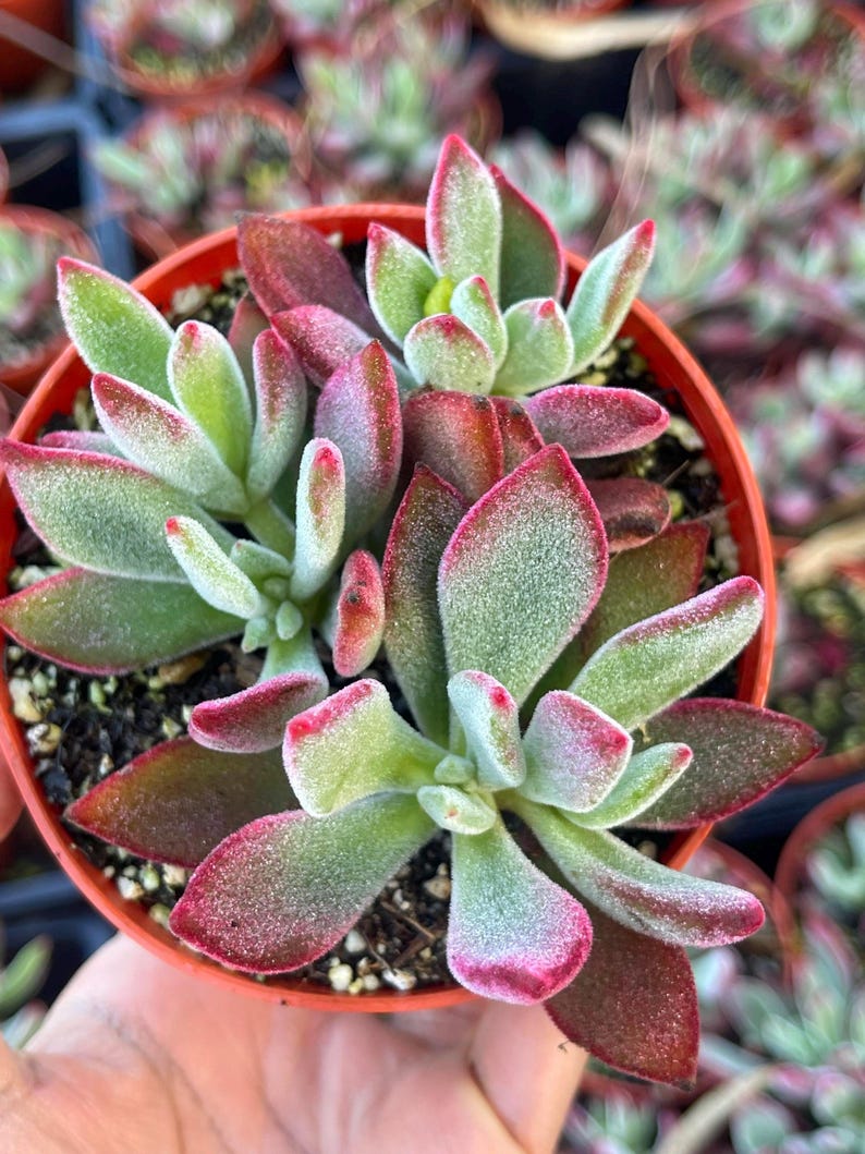 Echeveria Pulvinata Echeveria Red Velvet Ruby Slippers Rare Succulent echeveria-pulvinata-echeveria-red-velvet-ruby-slippers-rare-succulent