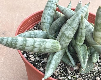 10 foot snake plant ROBUSTA SNAKE PLANT 10in