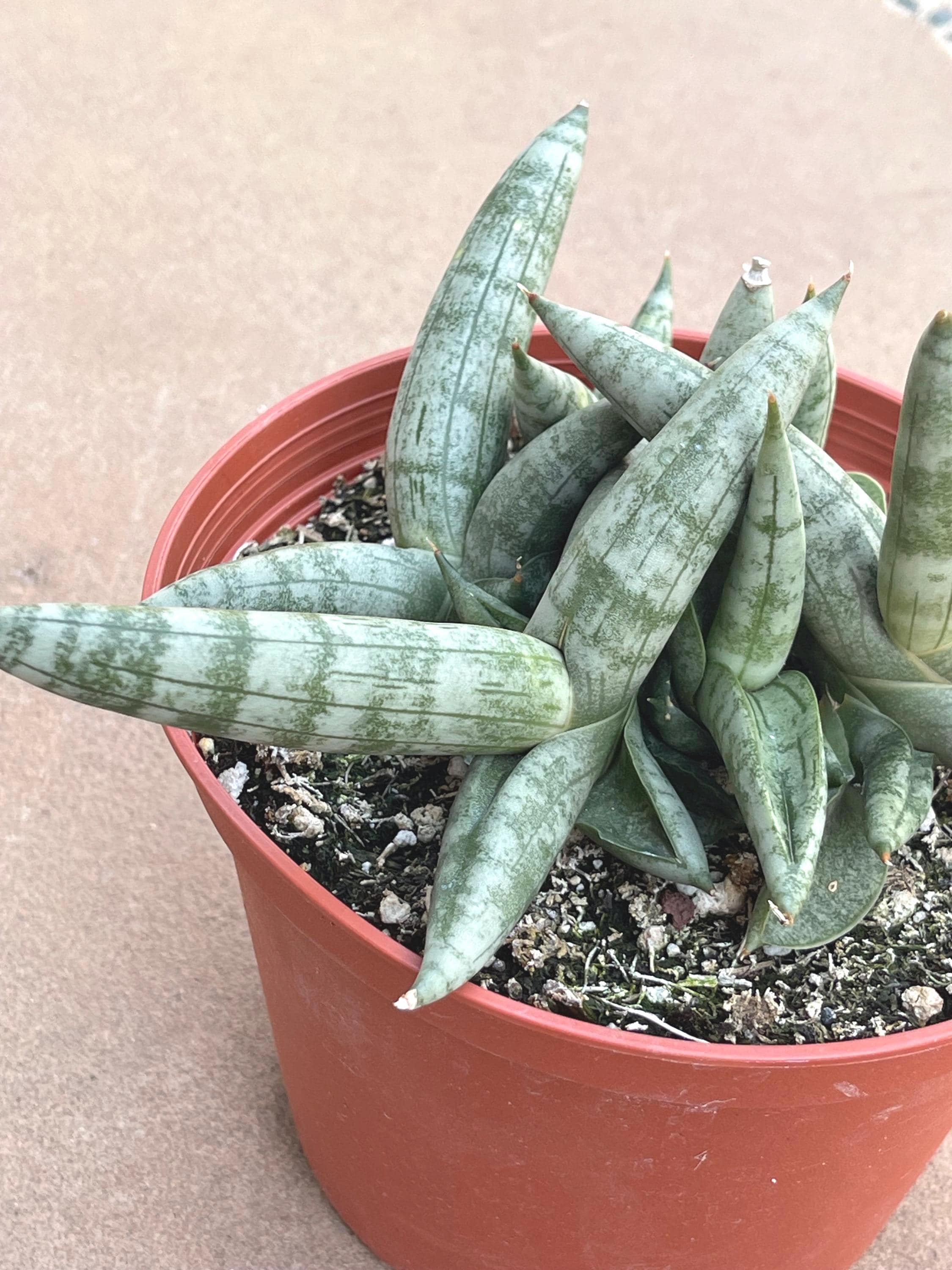 Sansevieria Cylindrica – Starfish Snake Plant, Unique Indoor