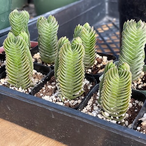 May include: A close-up shot of several small, green succulent plants in individual black pots, arranged in a black tray. The succulents have a unique, stacked appearance, with tightly packed, layered leaves. The soil is visible, and the background is blurred.