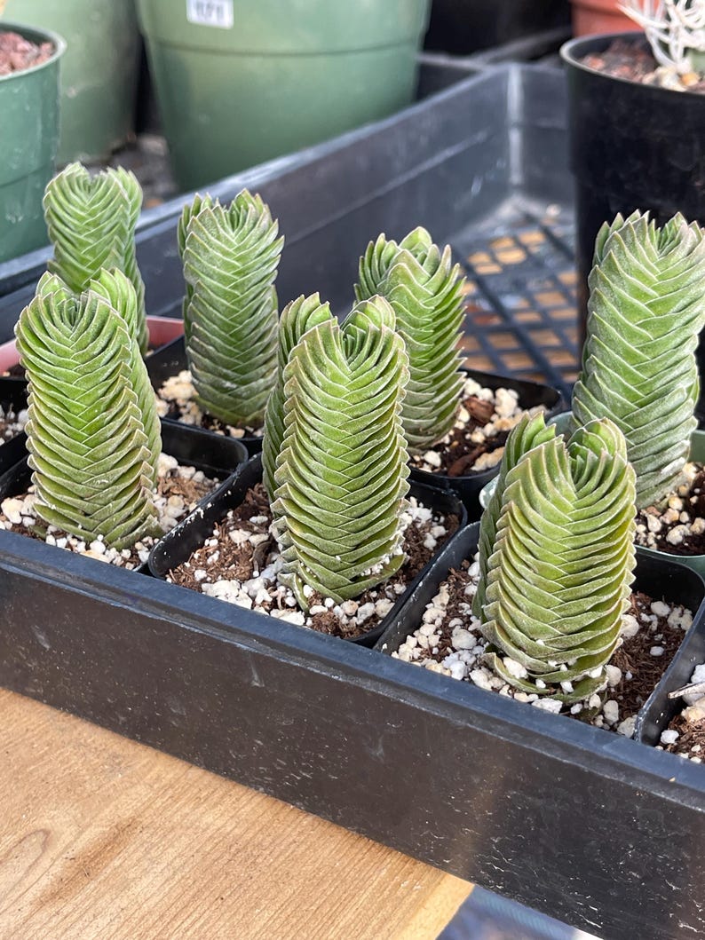 May include: A close-up shot of several small, green succulent plants in individual black pots, arranged in a black tray. The succulents have a unique, stacked appearance, with tightly packed, layered leaves. The soil is visible, and the background is blurred.