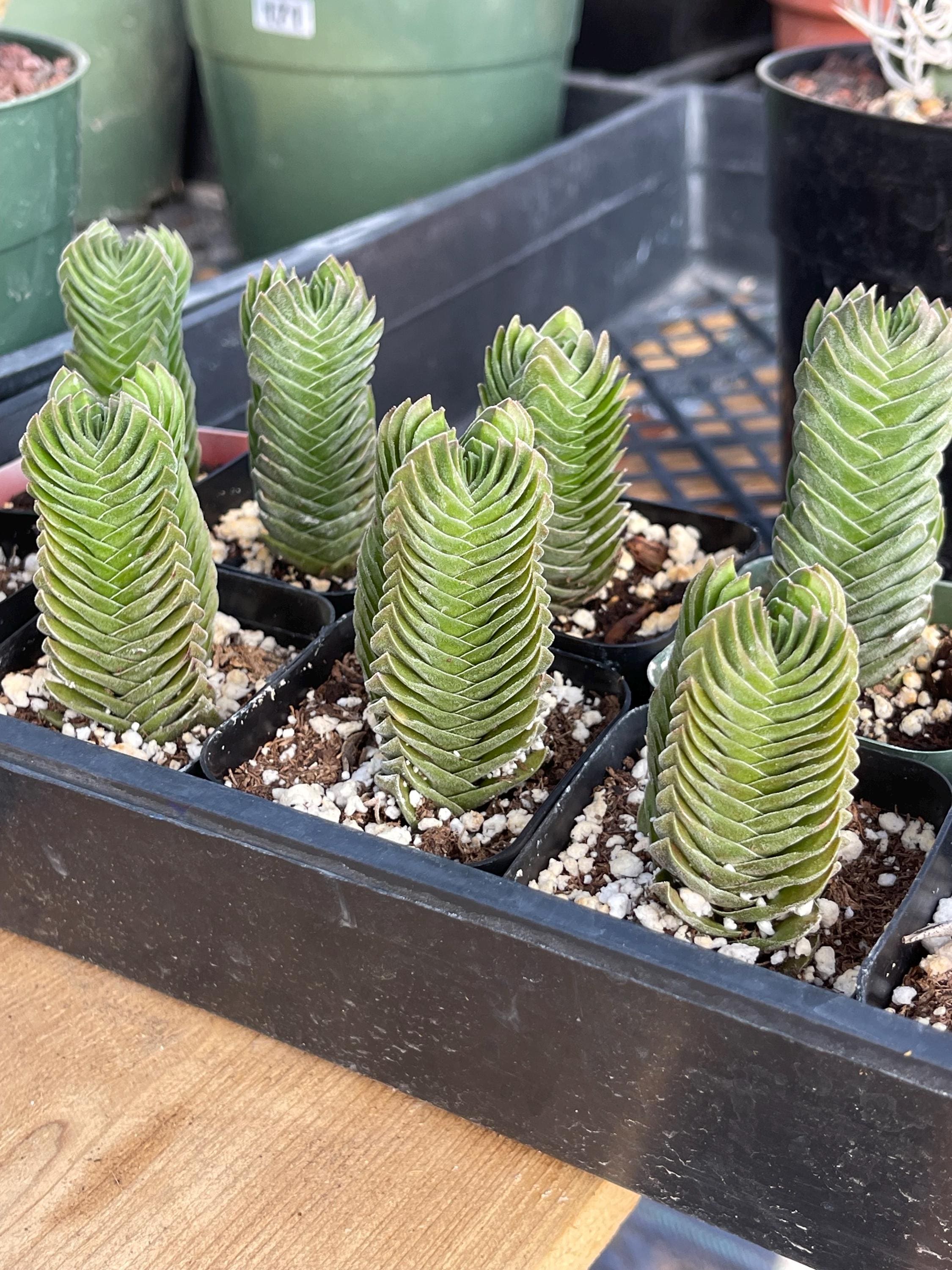 Crassula Buddha Temple, Rare Succulent Unique Succulent Live Plant Exotic  Desert Plant Easy Care Succulent Rare Plant Succulent Gift - Etsy