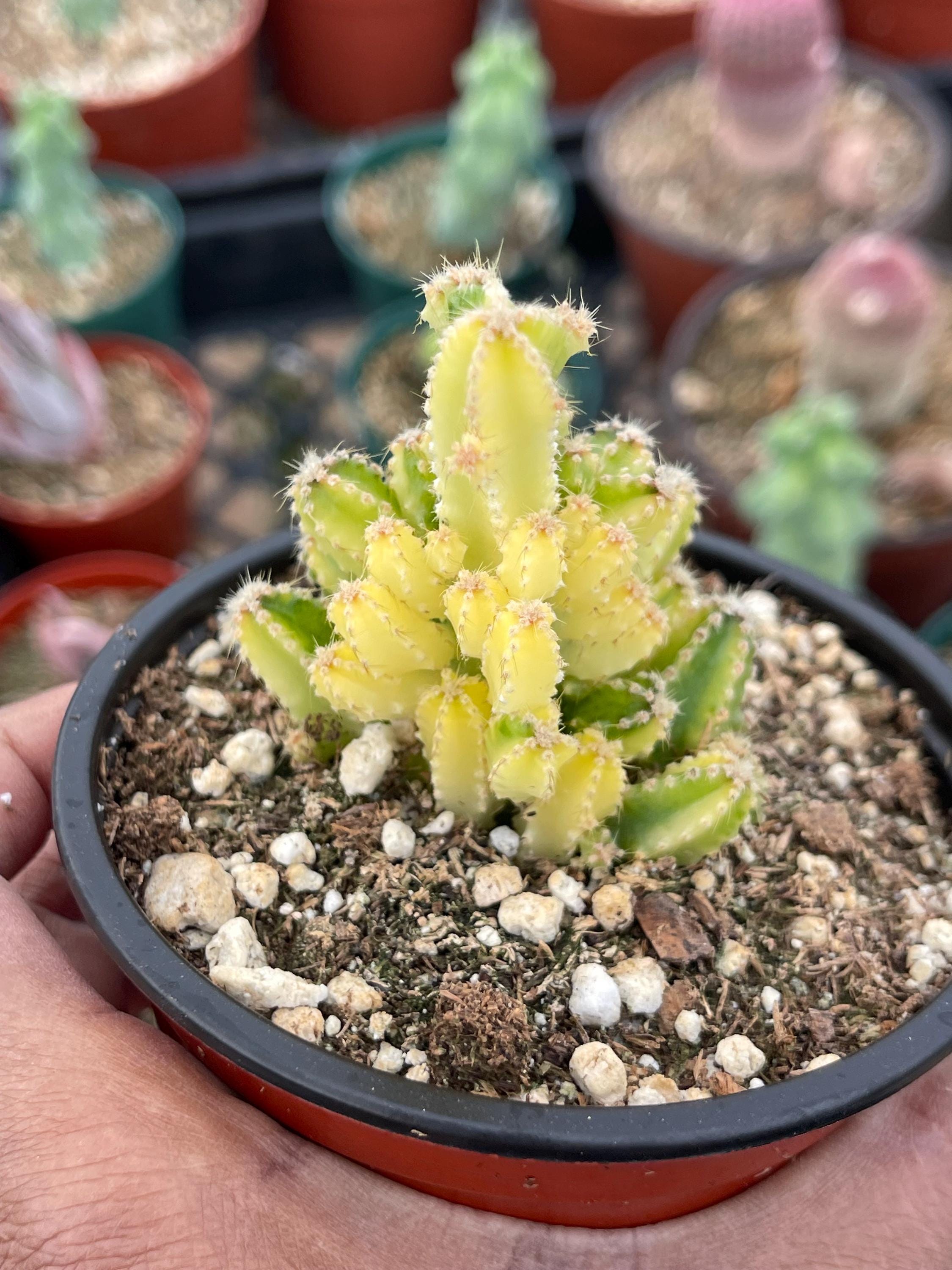Fairy Castle Cactus | Fairytale Castle Live Indoor Succulent Plant Unique  Mini Tower Cactus for Plant Lover - Etsy Israel