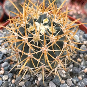 Ferocactus Chrysacanthus | Live Cactus | Live Plant Rare Cactus for Home Decor Desert Garden Landscaping Plant Design
